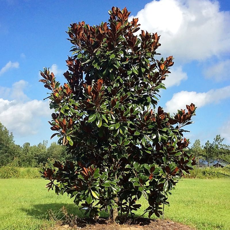 Southern Magnolia Southern Magnolia