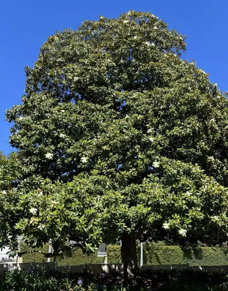 Southern Magnolia