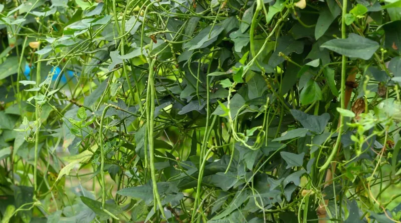 Southern Peas (Cowpeas)