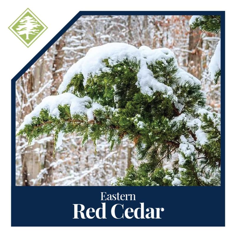 Southern Red Cedar