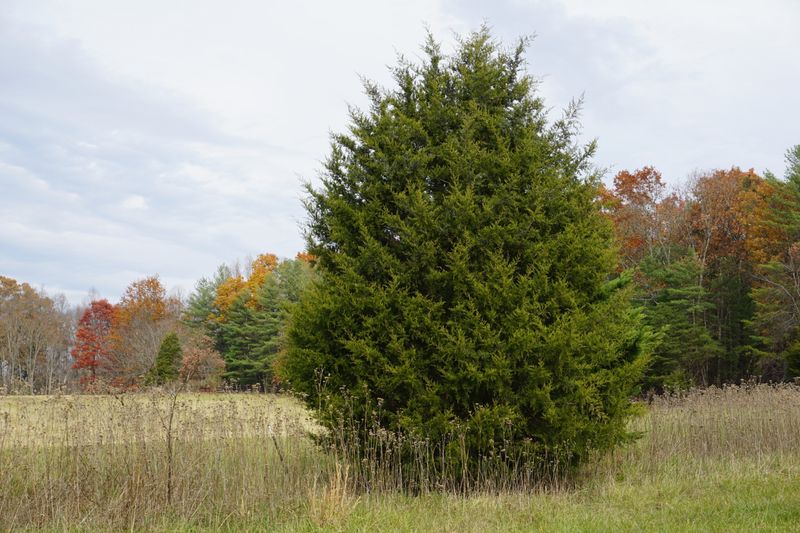 Southern Red Cedar