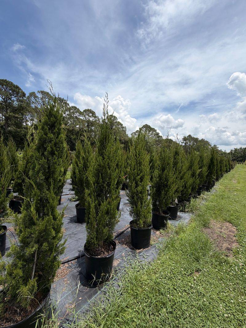 Southern Red Cedar