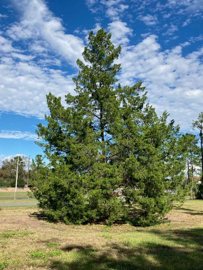 Southern Red Cedar