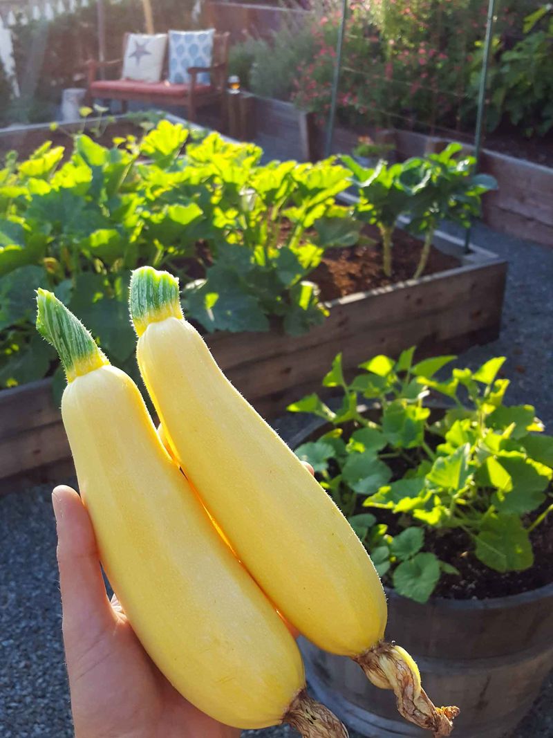 Southern Squash and Zucchini
