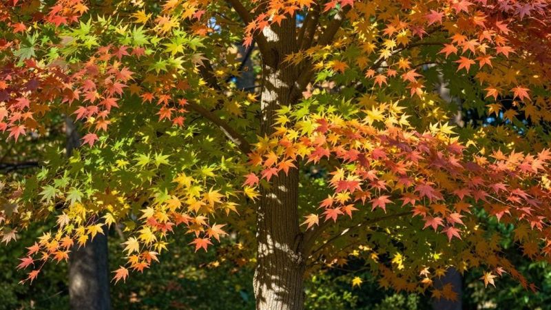 Southern Sugar Maple