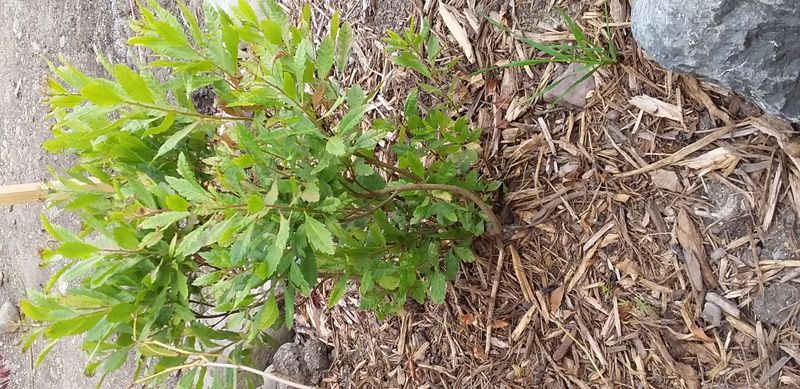 Southern Wax Myrtle