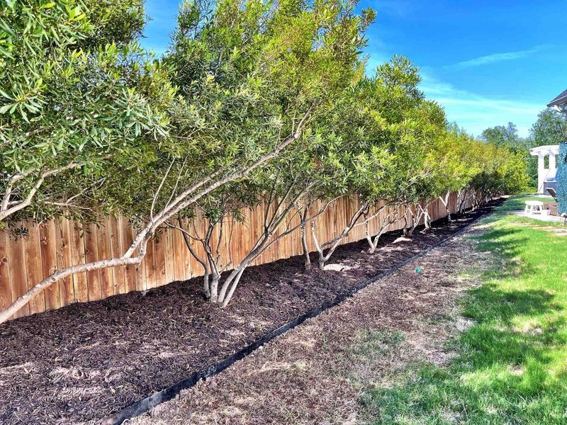 Southern Wax Myrtle