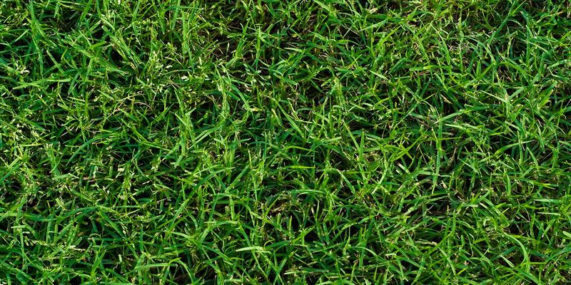 Southern lawns need a species-specific timing check