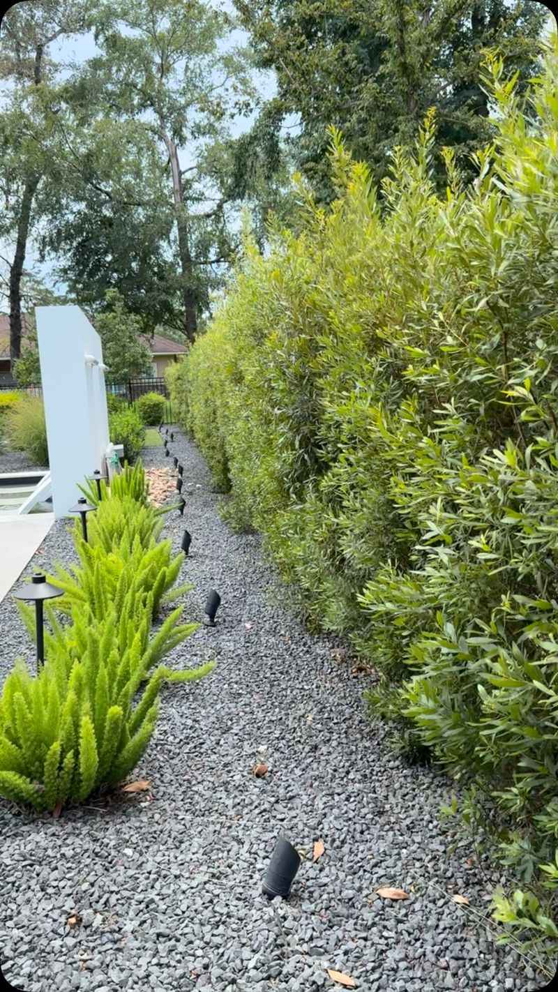 Southern wax myrtle offers a strong native option for an informal screen