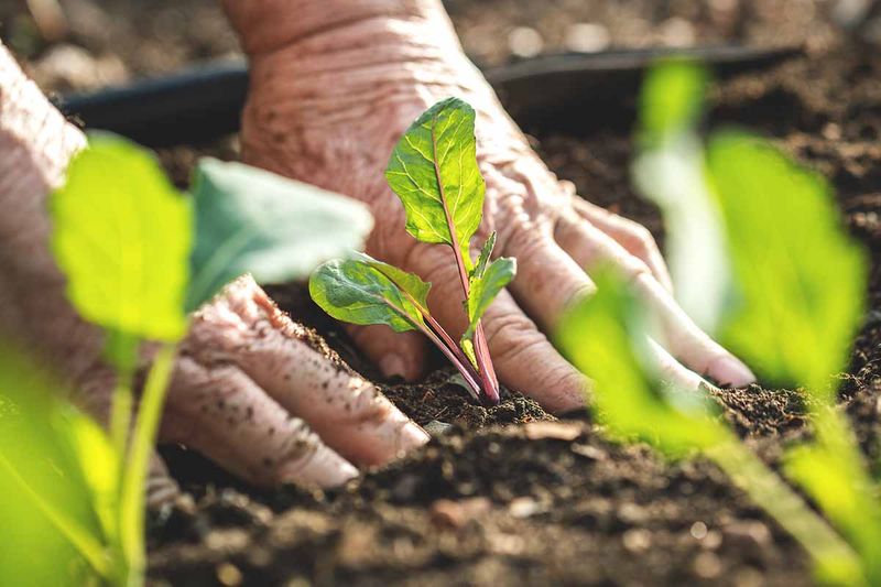 Sow Shallowly Into a Seedbed You Can Keep Moist Sow Shallowly Into a Seedbed You Can Keep Moist