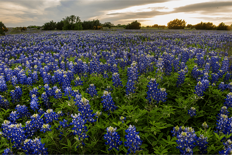 Sow bluebonnets in early fall, not before September