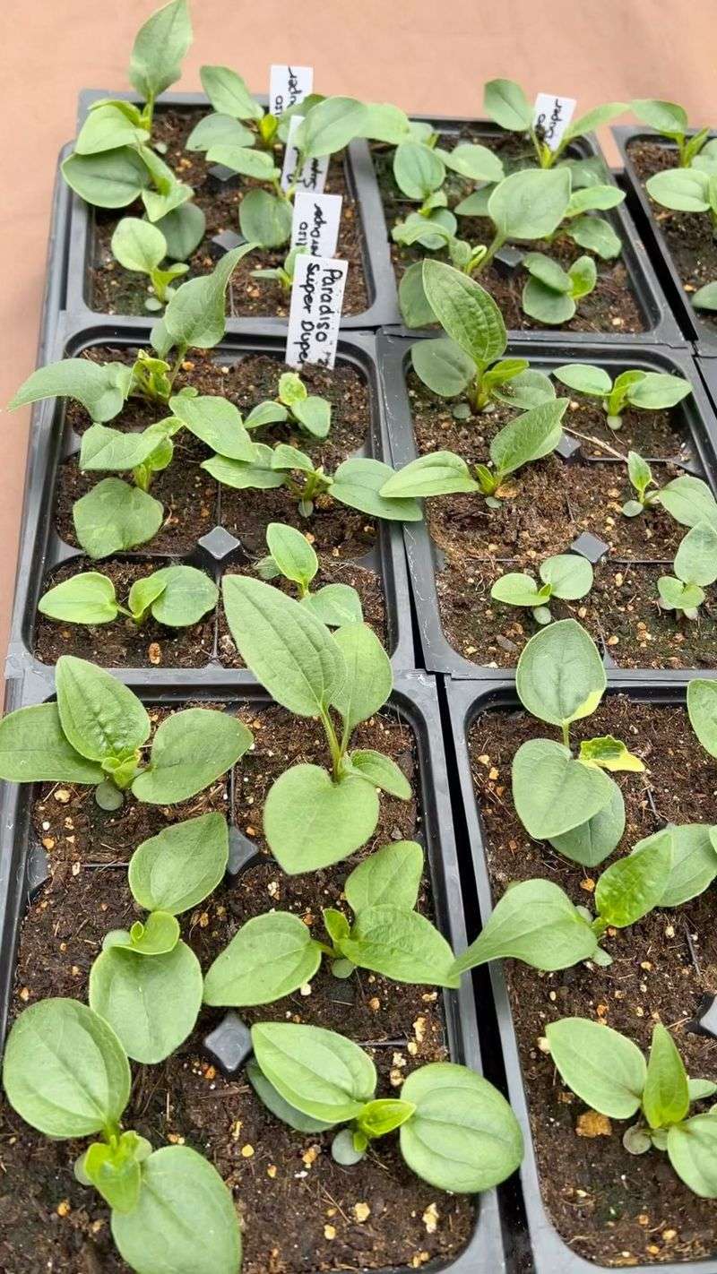 Sow with patience, not a promise of next year’s flowers