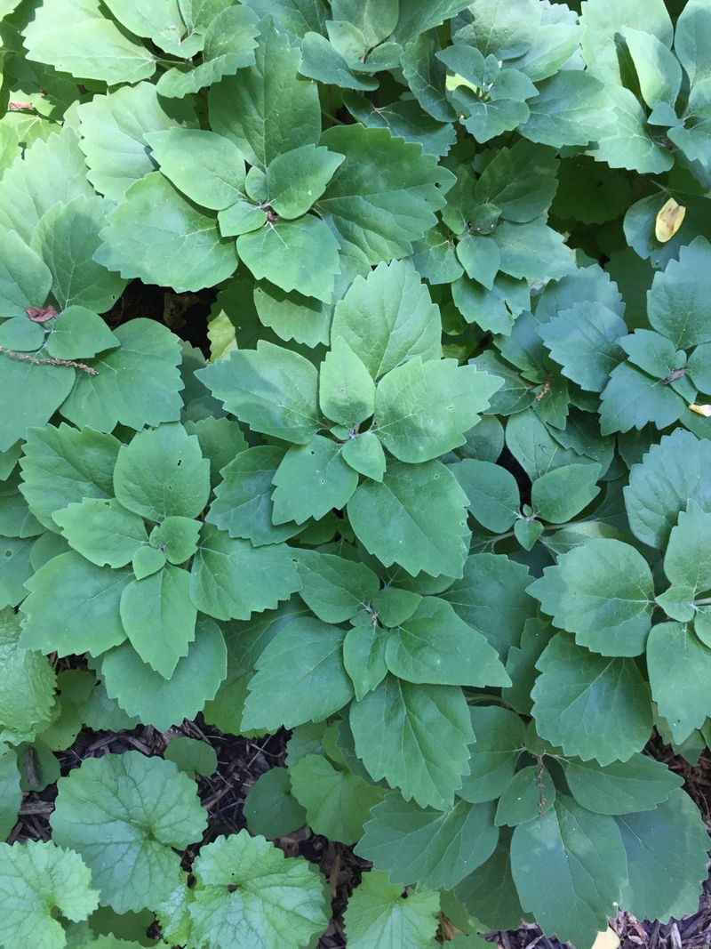 Space and water plants for gradual coverage
