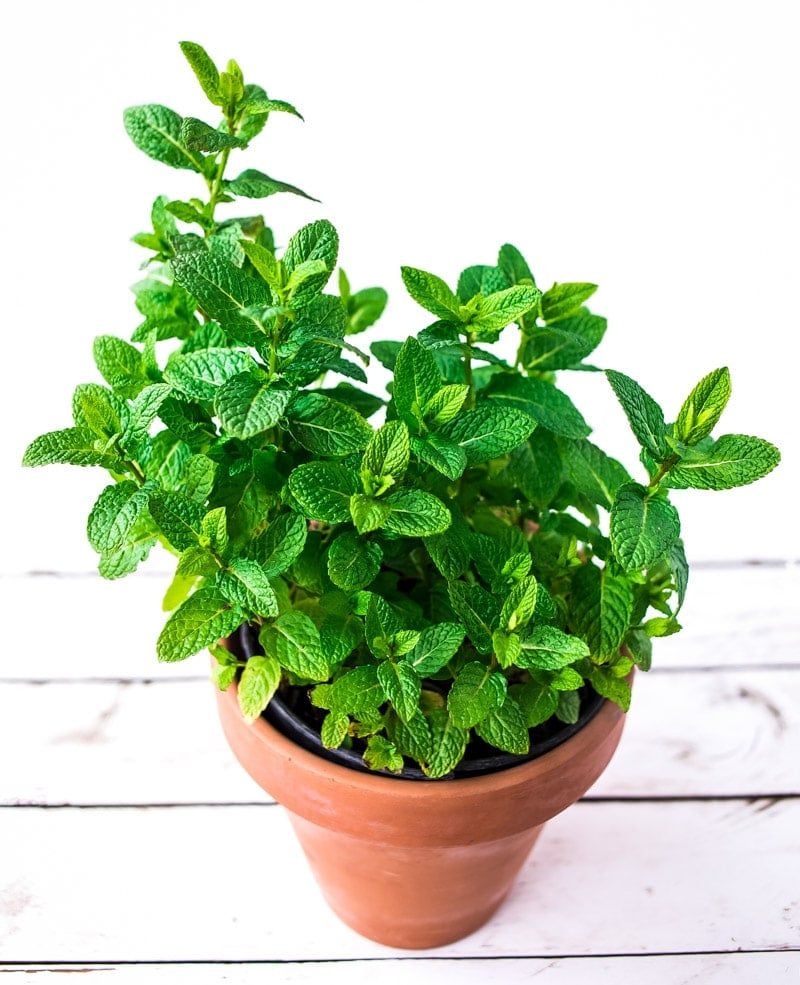 Spearmint is the practical Texas porch choice—not a pest-proof shield