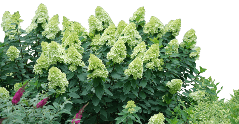 Species, Soil, and Drainage Change the Watering Rhythm