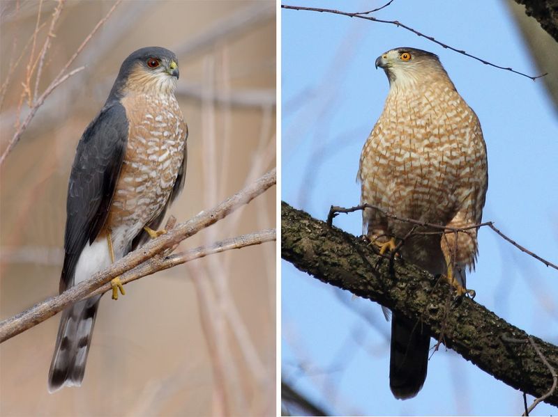 Species changes what the yard may be offering