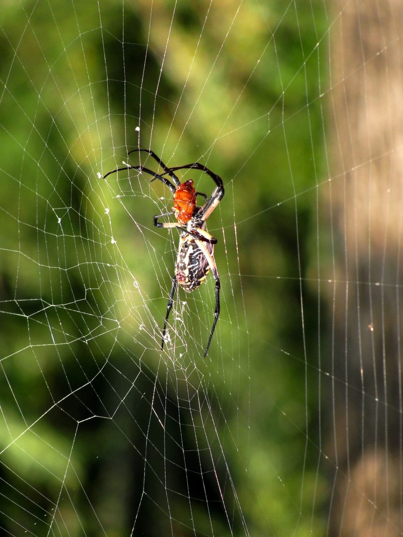 Spiders May Eat Aphids, but They Do Not Guarantee Control