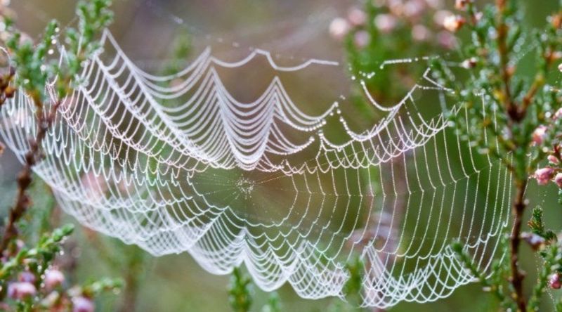Spiders and Their Webs