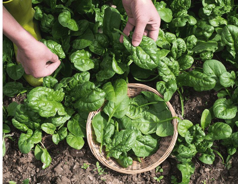 Spinach