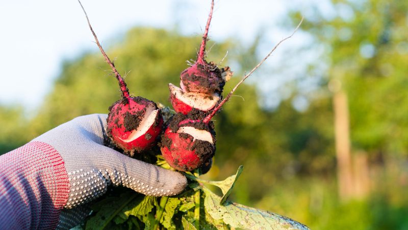 Split and woody roots signal several stresses, not one heat injury
