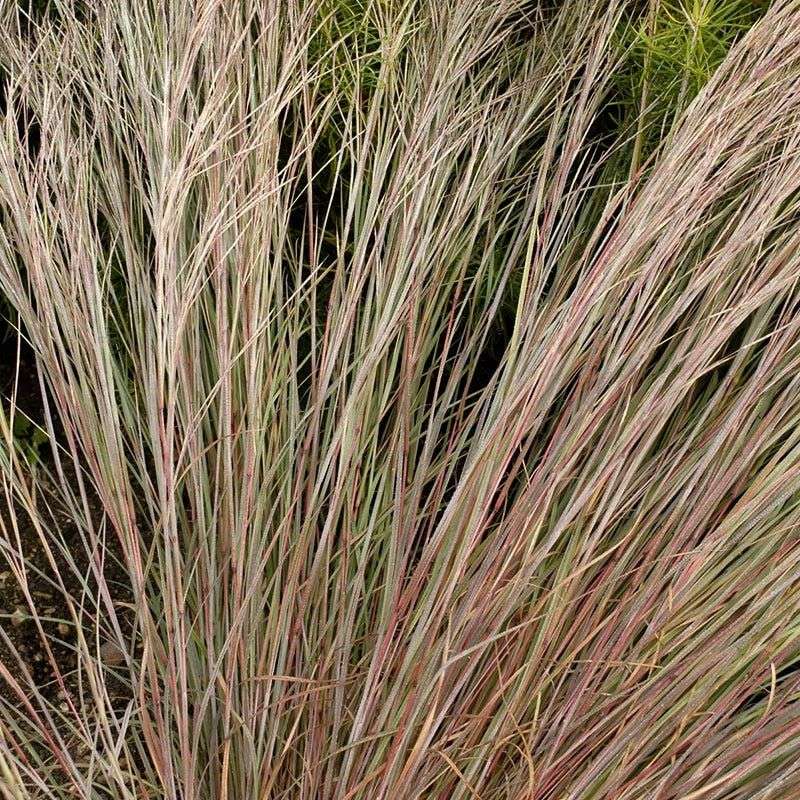 Splitbeard Bluestem Splitbeard Bluestem