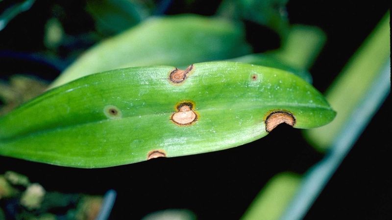 Spots need a more cautious response