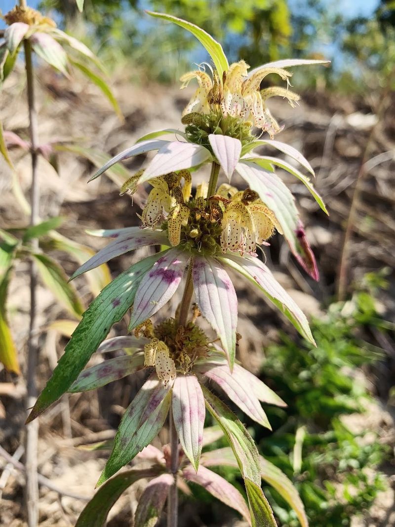 Spotted Beebalm