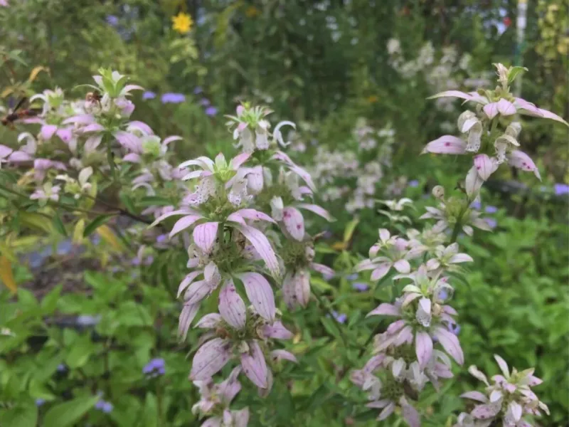 Spotted Beebalm