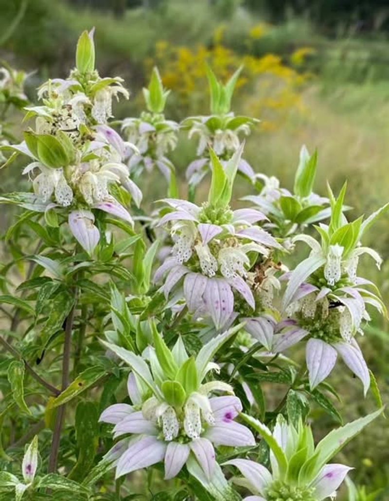 Spotted Beebalm Spotted Beebalm
