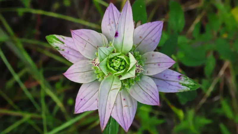 Spotted Beebalm Spotted Beebalm