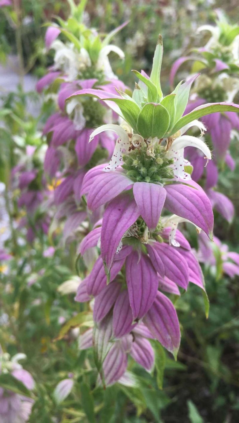 Spotted Beebalm Spotted Beebalm