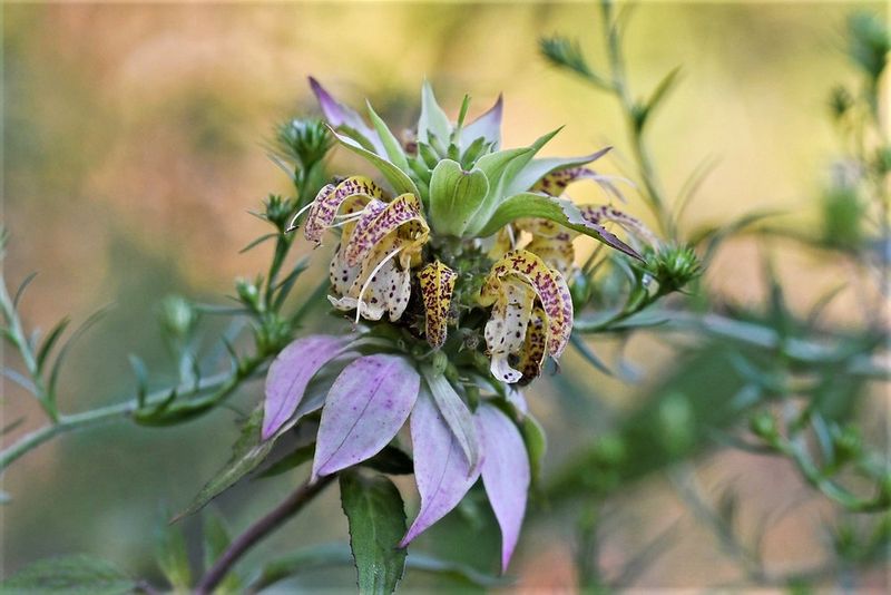 Spotted Beebalm