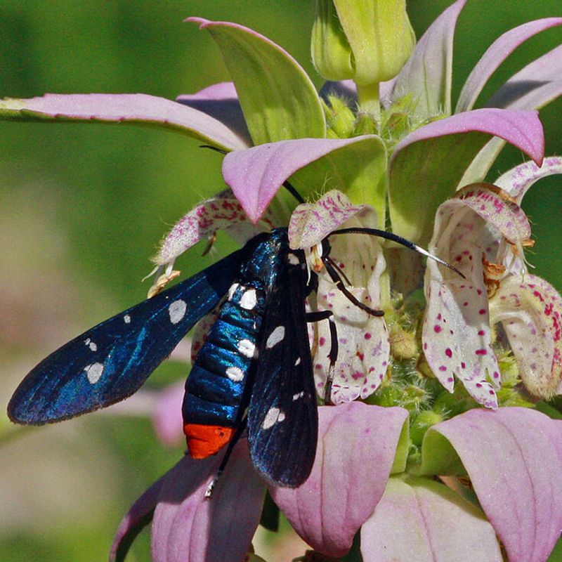 Spotted Beebalm