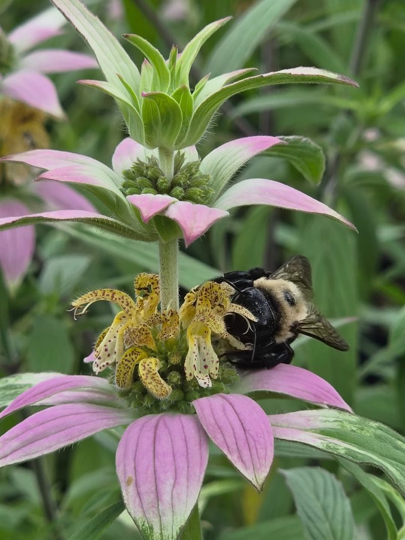 Spotted Beebalm