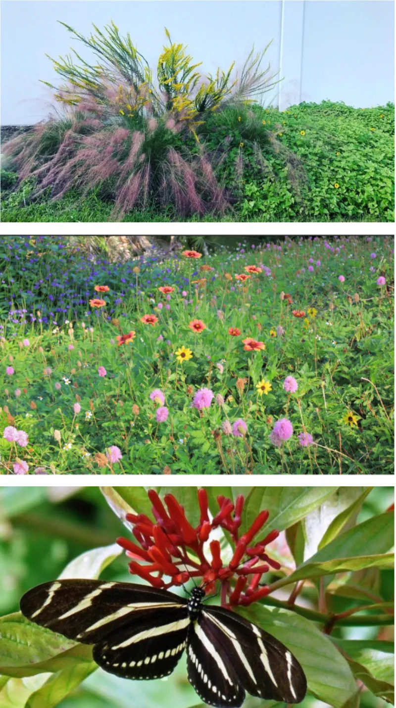 Spotted Beebalm