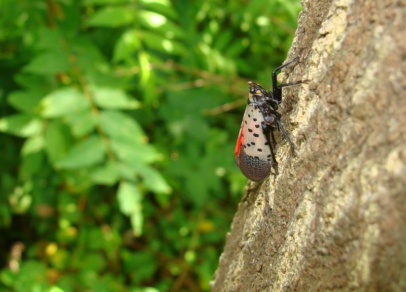 Spotted lanternflies can use more than one kind of tree