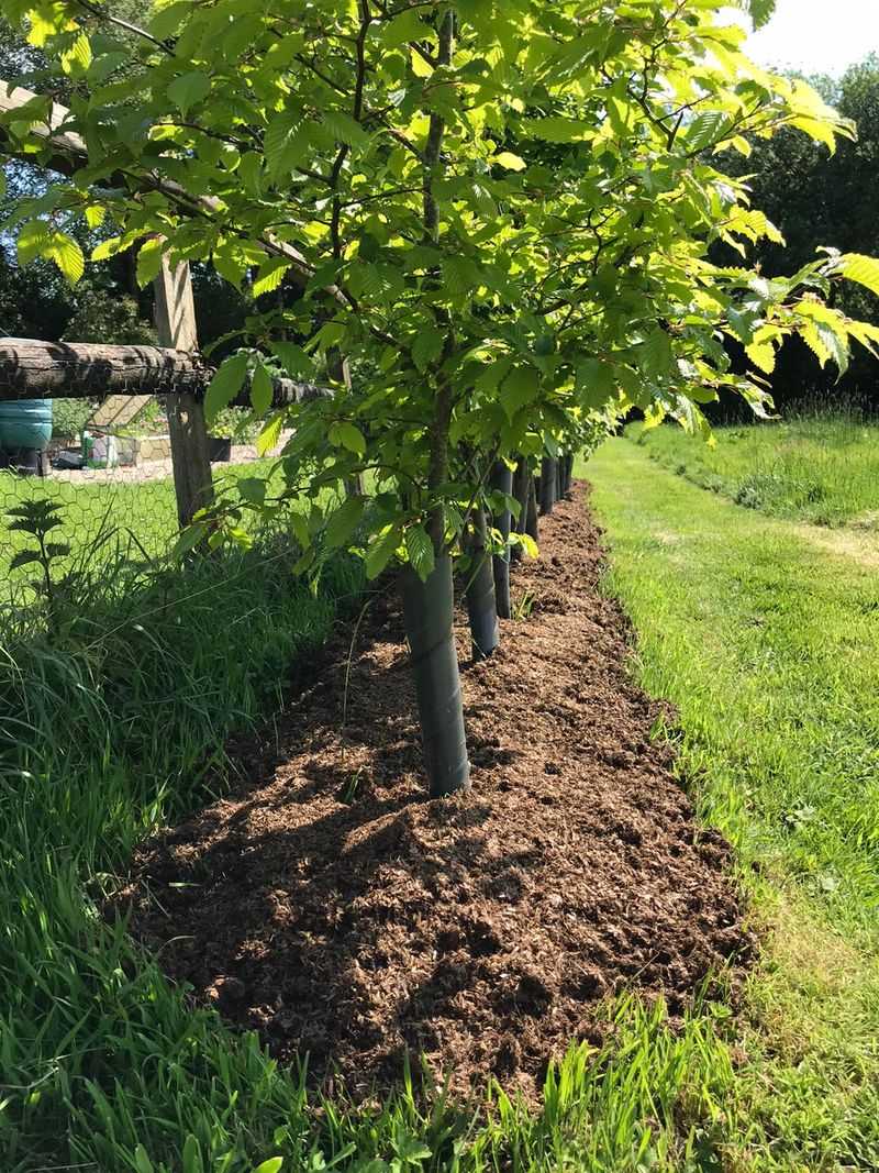 Spread It as Mulch or Topdressing