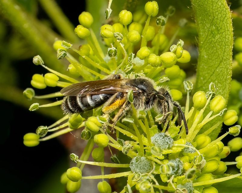 Spring flowers provide a focused nectar window Spring flowers provide a focused nectar window