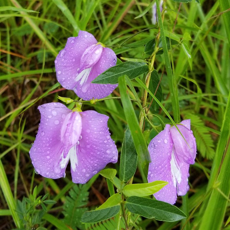 Spurred Butterfly Pea