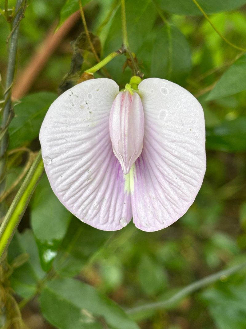 Spurred Butterfly Pea