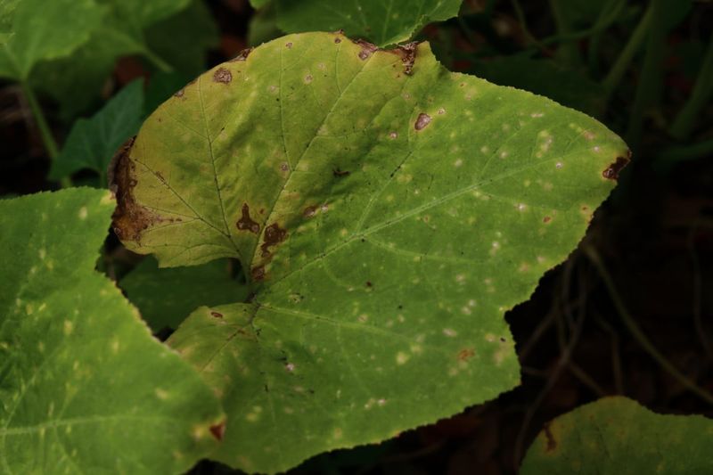 Squash bugs cause yellow-to-brown feeding injury