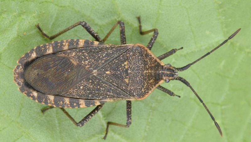 Squash bugs require their own defense