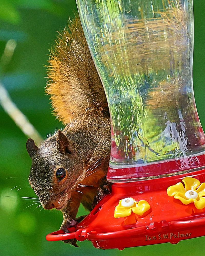 Squirrels and Chipmunks