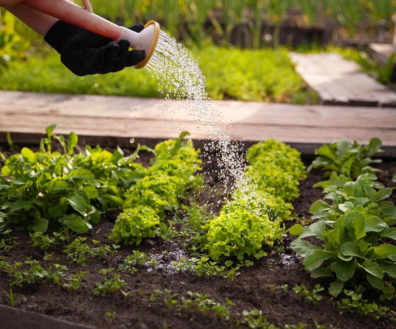 Stabilize Moisture and Protect the Roots