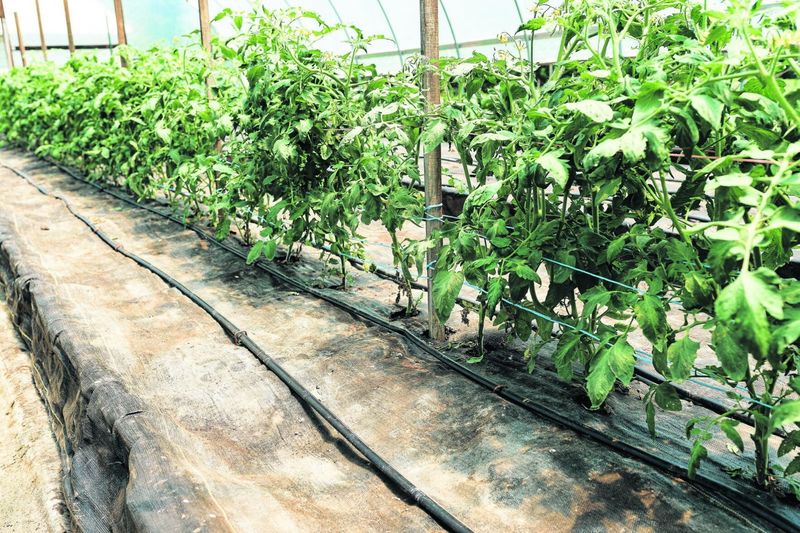 Stabilize Root-Zone Moisture After Rain