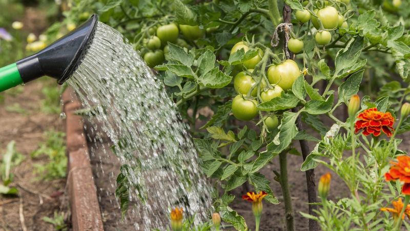 Stabilize moisture and reduce heat stress