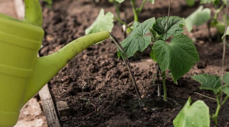 Stabilize moisture for the next round of fruit