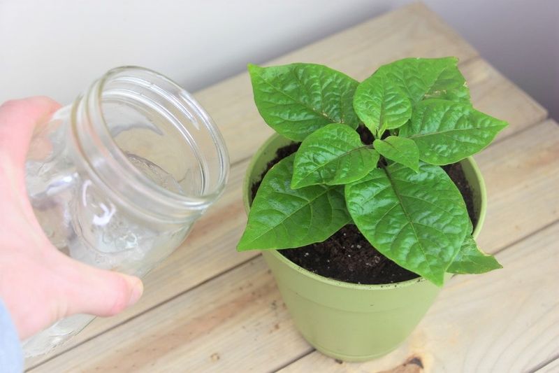 Stabilize moisture instead of adding rescue fertilizer