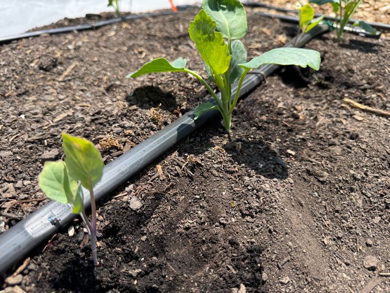 Stabilize root-zone moisture before adding products