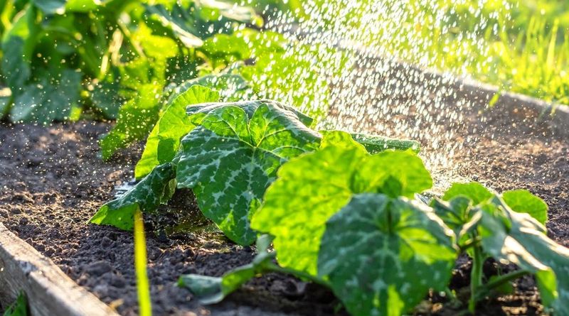 Stabilize root-zone moisture for future fruit